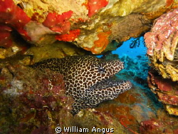 Honeycomb Moray Eel - Hin Daeng, Thailand.. by William Angus 